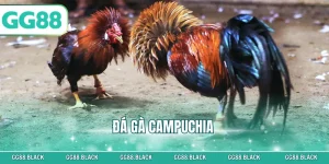 Đá Gà Campuchia